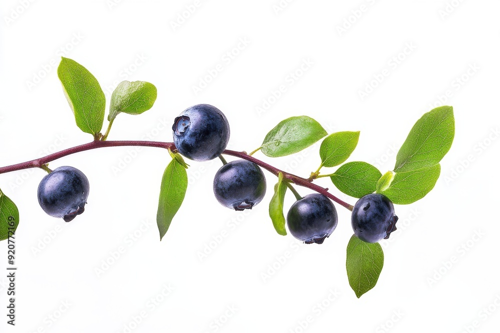 Mystic photo of Wild Blueberry on the vine, isolated on white background Mystic photo of Wild Blueberry on the vine, isolated on white background