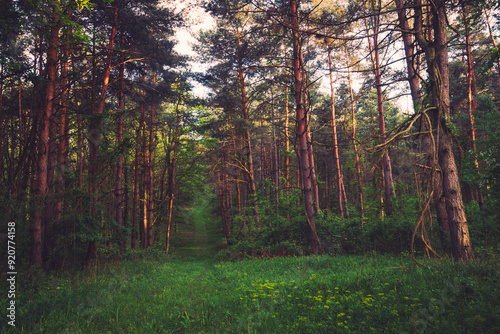 Path in the pine forest at the sunset time in spring near Pannonhalma, Hungary photo