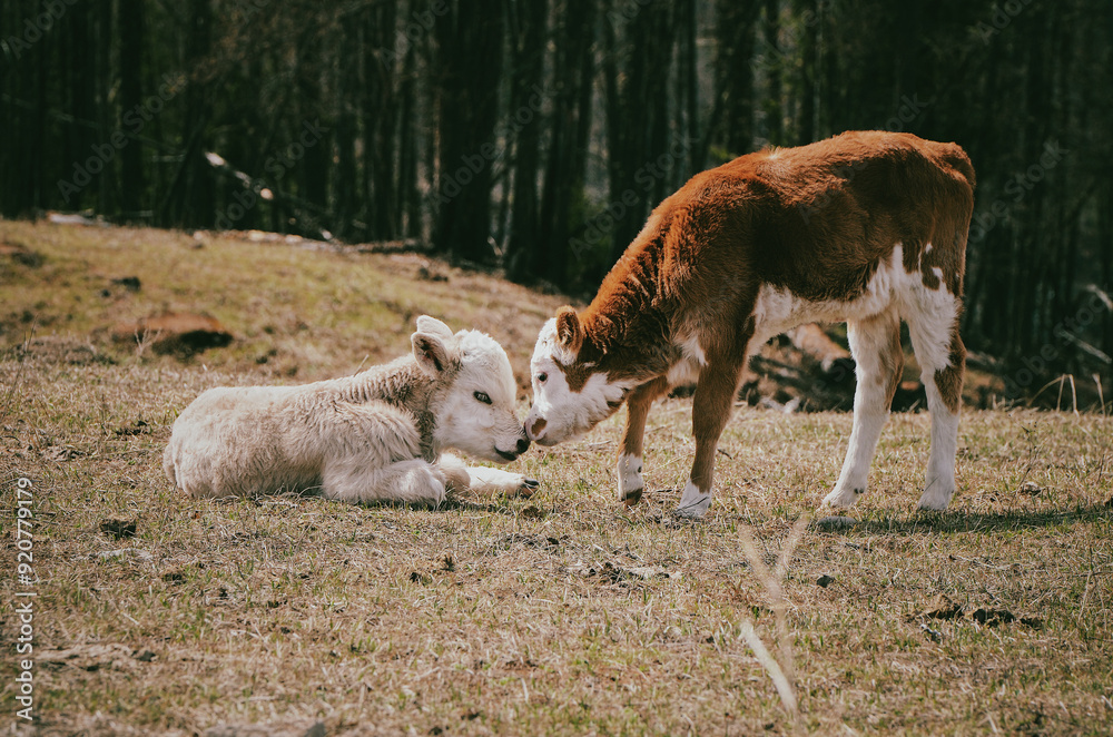 Obraz premium Two calves touch each other with their noses, love and care of cute animals, touching animals