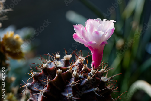 IMG_9661_Moon-Cactus_DiFu2024