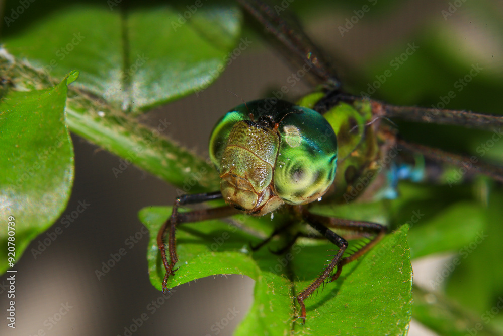 Fototapeta premium Macro of a dragonfly on a green leaf.