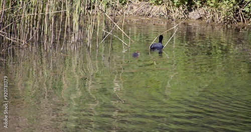 Shot of a coot and newly-hatched baby coot at Creswell Crags, Worksop photo