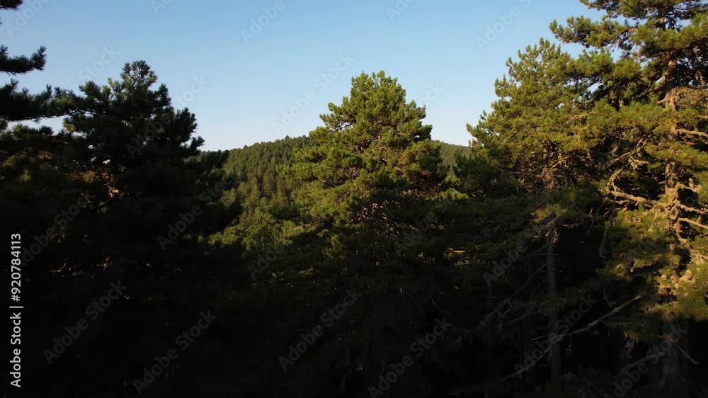 Golden hour light revealing the top of pine trees on a forested mountain. Golden hour light revealing the top of pine trees on a forested mountain.