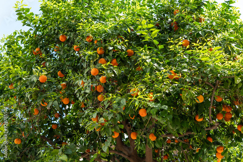 Orange tree with orange oranges in winter Seville, February 22, 2024.