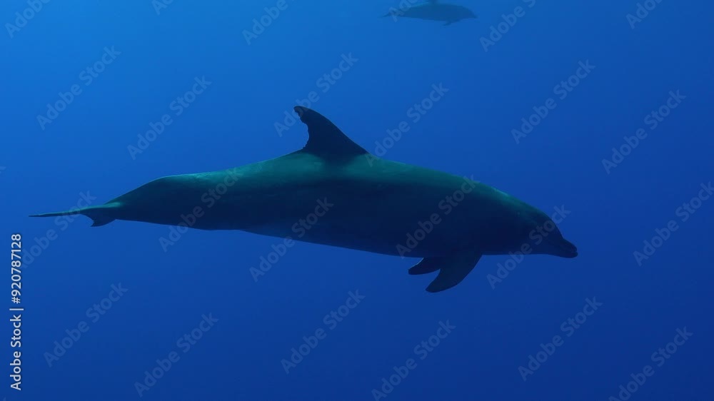Dolphin passing close in front of the camera in the blue ocean of French Polynesia Dolphin passing close in front of the camera in the blue ocean of French Polynesia