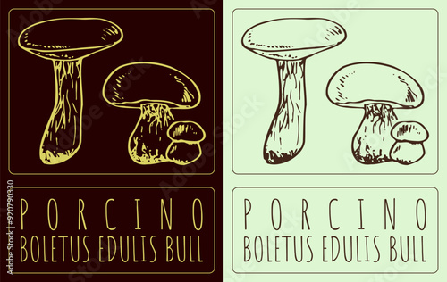Vector drawing PORCINO. Hand drawn illustration. Latin name is BOLETUS EDULIS BULL.
