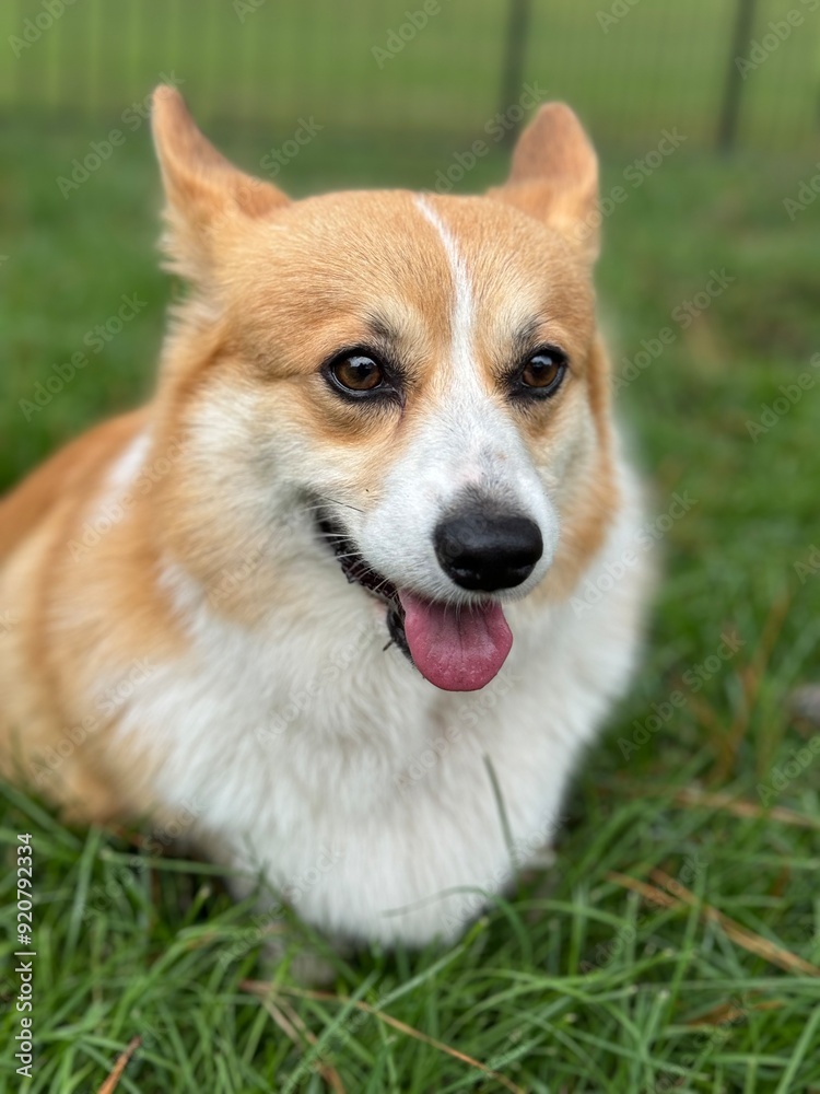 pembroke welsh corgi pembroke welsh corgi