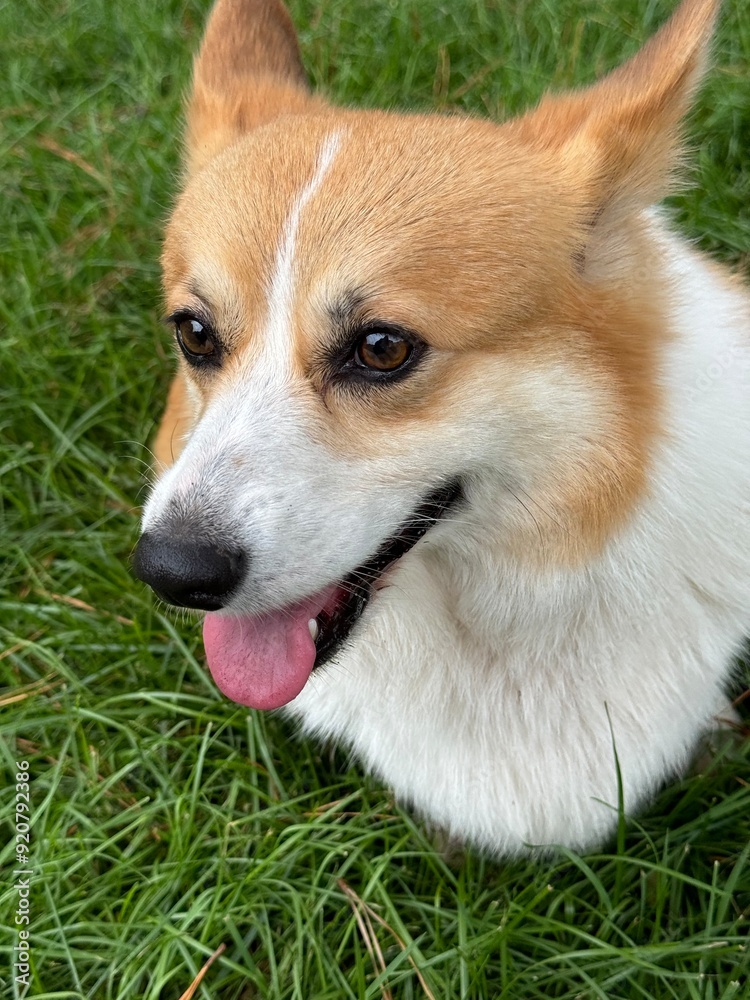 dog on grass dog on grass