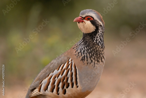 Partridge standing on the ground