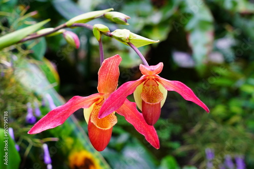 フラグミペディウム　Phragmipedium caudatum京都府立植物園