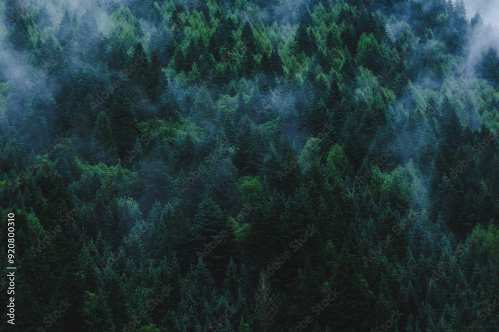 Beautiful high altitude foggy forest mountain landscape Beautiful high altitude foggy forest mountain landscape