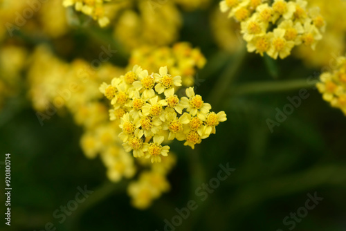 Milly Rock Yellow Terracotta Yarrow flowers photo