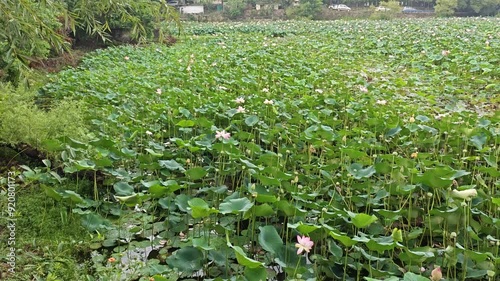 Lotus pond in Bhimtal, India