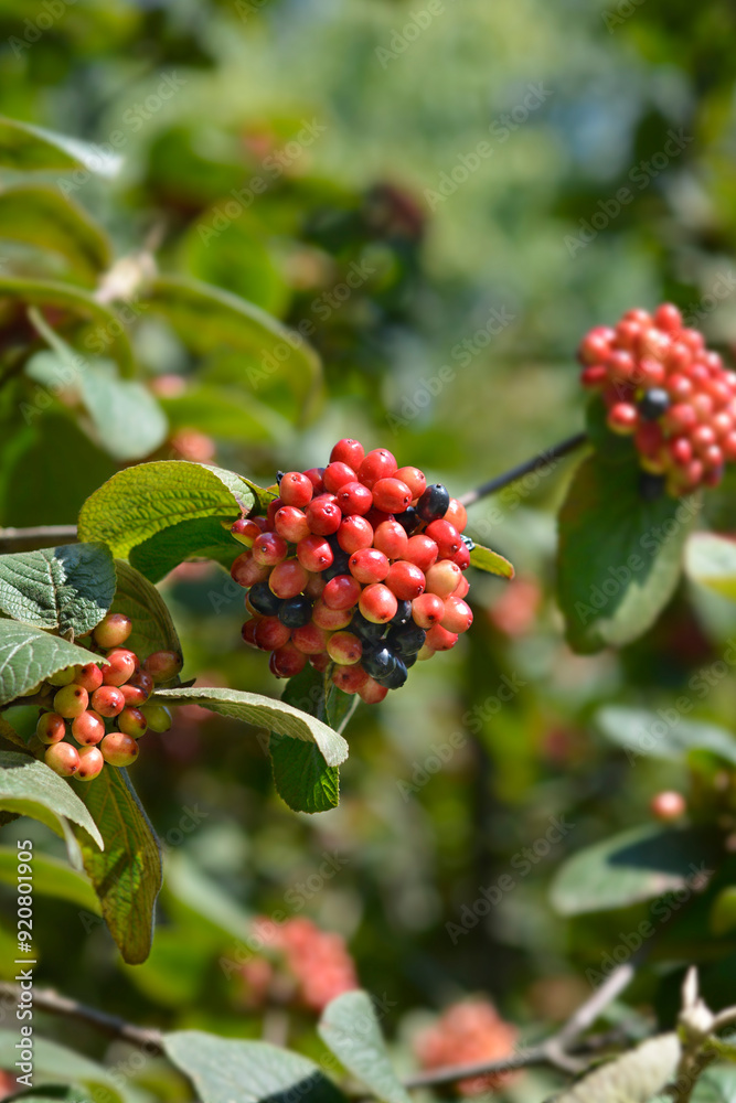 Fototapeta premium Wayfaring tree branch with fruit
