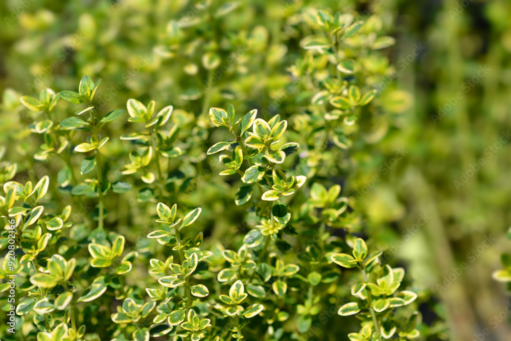 Aureo Lemon Thyme leaves Aureo Lemon Thyme leaves