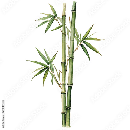 Clumping Bamboo Watercolor illustration. Hand drawn underwater element design. Artistic vector marine design element. Illustration for greeting cards, printing and other design projects.
