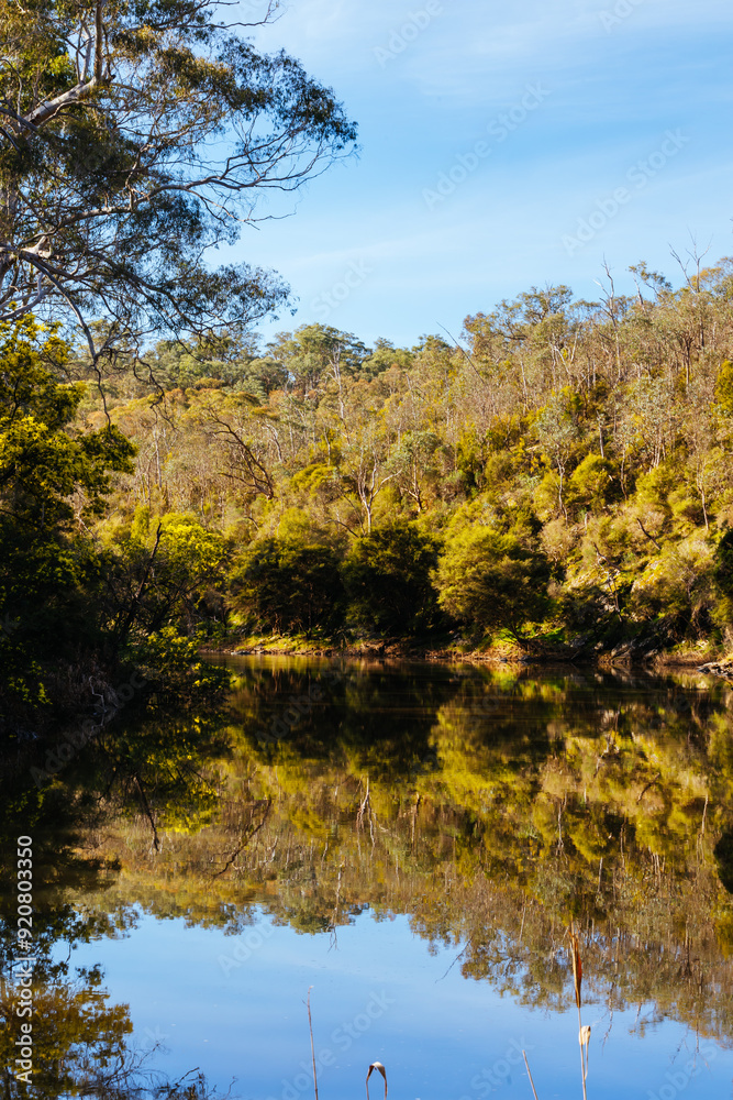 Blue Tongue Bend Walk in Warrandyte Melbourne Australia Blue Tongue Bend Walk in Warrandyte Melbourne Australia