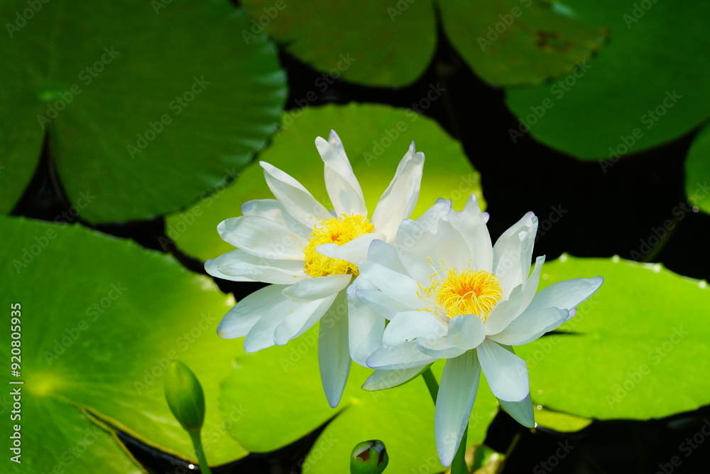 蓮 lotus nympha 京都府立植物園 蓮 lotus nympha 京都府立植物園
