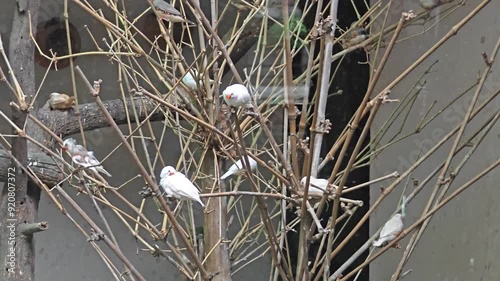 Cockatiel parrots in the Zoo in New Delhi, India photo