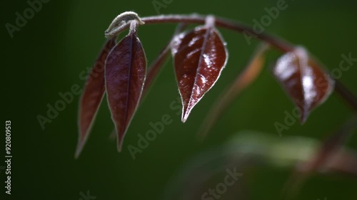 Sunlight that gives a mystical, exotic, and beautiful impression on wild plants