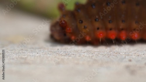 The movement of the caterpillar, detailed and very close