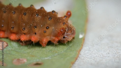 The movement of the caterpillar, detailed and very close