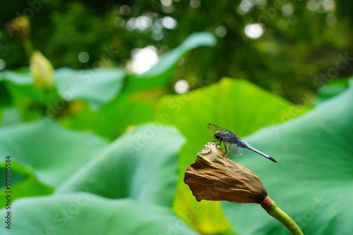 蓮　lotus nympha　京都府立植物園 photo