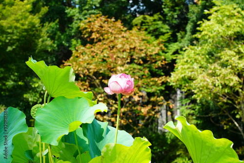 蓮　lotus nympha　京都府立植物園 photo