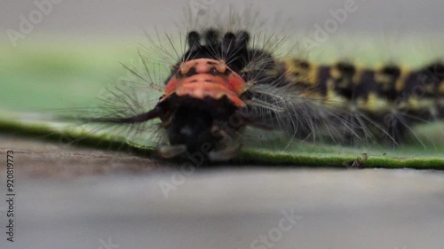 The movement of the caterpillar, detailed and very close
