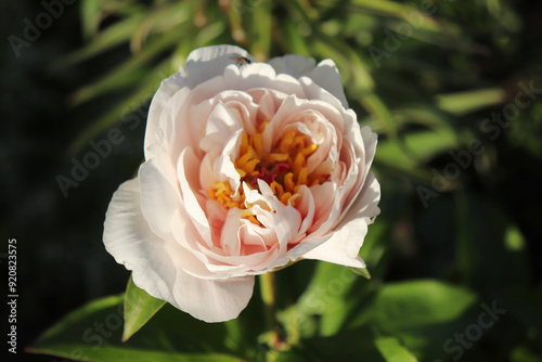 Blushing Princess. Peony in the garden. Shot of a peony in bloom works perfectly with the green background. Spring background. Blooming, spring, flora. Flowers photo concept. Greeting cards.           photo