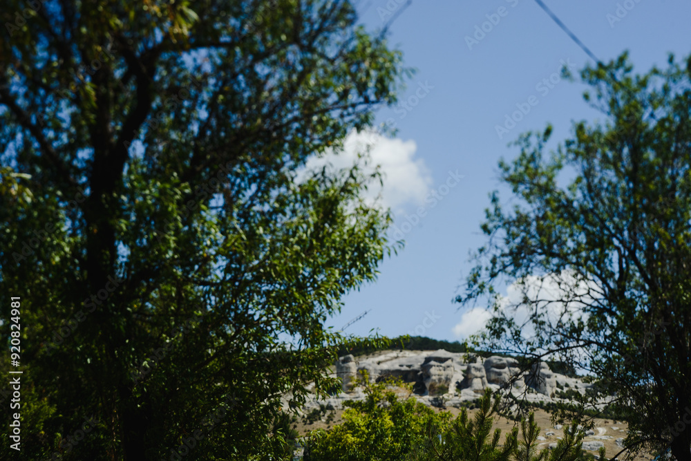 Obraz premium trees in the forest