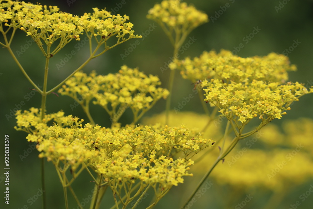 Fototapeta premium 黄色い花