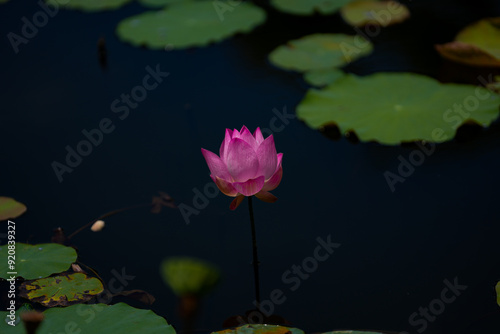 Pink lotus flower in the pool.