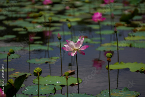 Pink lotus flower in the pool.