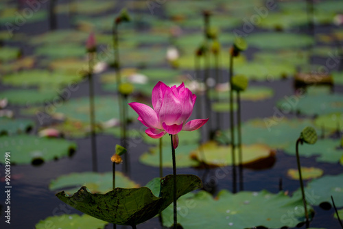 Pink Lotus flower