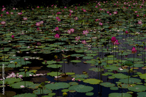 Pink lotus flower in the pool.