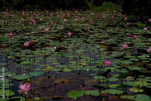 Pink lotus flower in the pool.