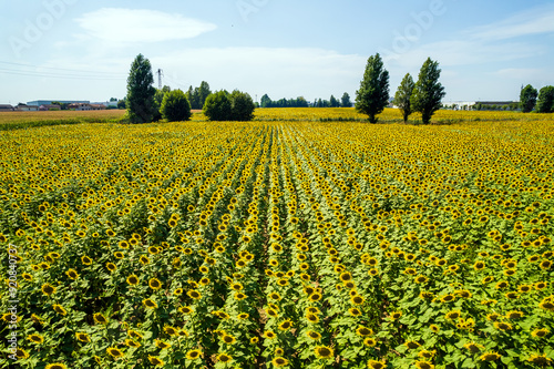 Campo di Girasoli