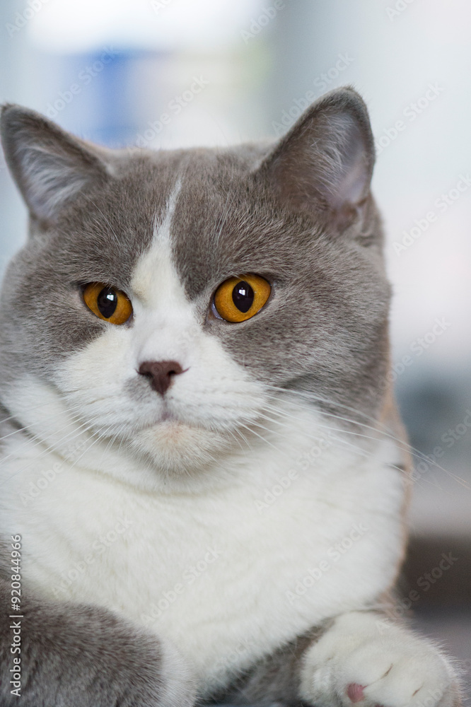 Portät eines lilac-white Britisch Kurzhaar Katers Portät eines lilac-white Britisch Kurzhaar Katers