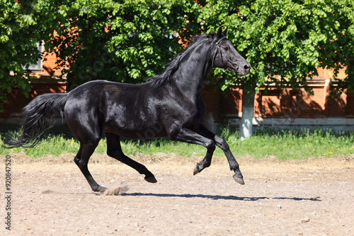 Black thoroughbred horse runs gallop in stud farm