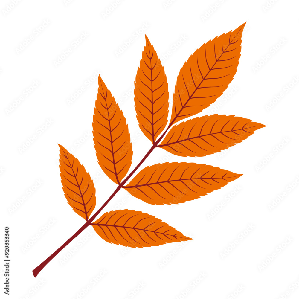 Autumn rowan leaf. Hand drawn trendy flat style isolated. autumn leaf, golden season. Vector illustration Autumn rowan leaf. Hand drawn trendy flat style isolated. autumn leaf, golden season. Vector illustration