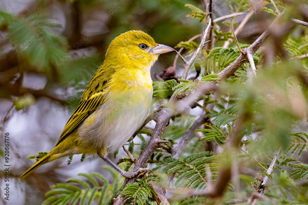 Obraz premium Female Lesser Masked Weaver (Kleingeelvink) (Ploceus intermedius) near Nkuhlu, Skukuza, in the Kruger National Park, Limpopo, South Africa 