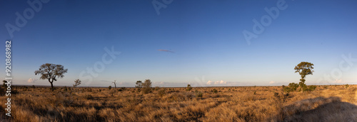 Magic lowveld bush landscape near Satara in the Kruger National Park, Mpumalanga, South Africa 