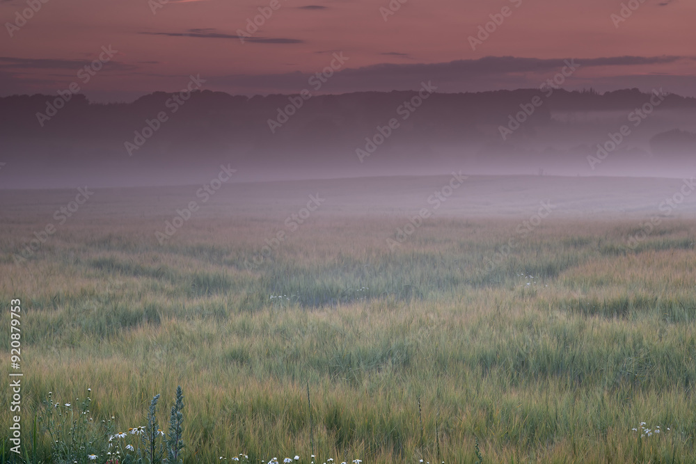 Fototapeta premium Morning, misty and countryside sunrise in nature, surreal landscape and or colourful sky or clouds. Purple hue, atmospheric phenomena and rural environment, lush vegetation and calm for growth
