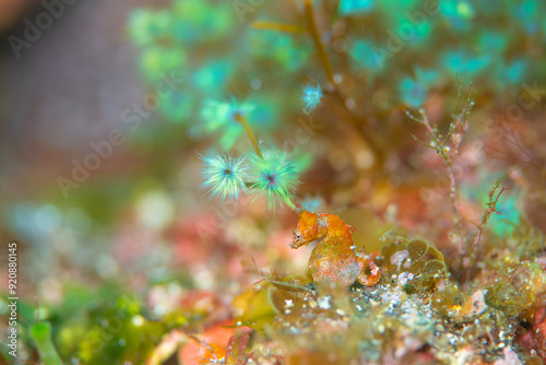 水中に存在する小さな森とその住人