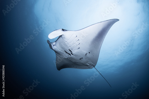 水中を泳ぐマンタ