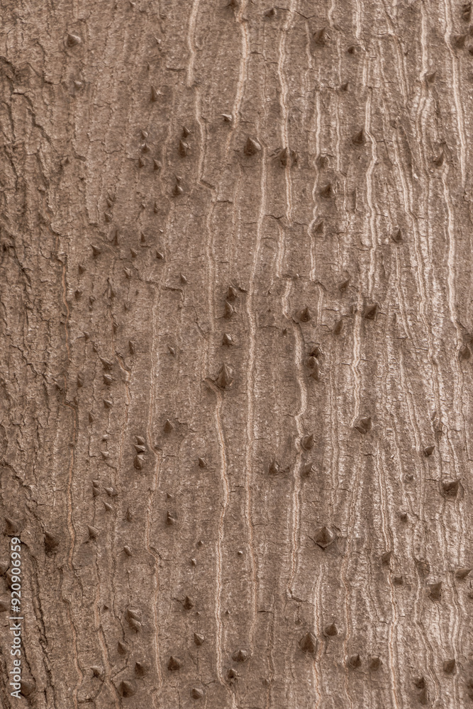 Huge Kapok tree Ceiba tree texture with spikes in Mexico. Huge Kapok tree Ceiba tree texture with spikes in Mexico.