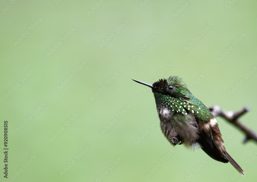 Fototapeta premium cute hummingbird