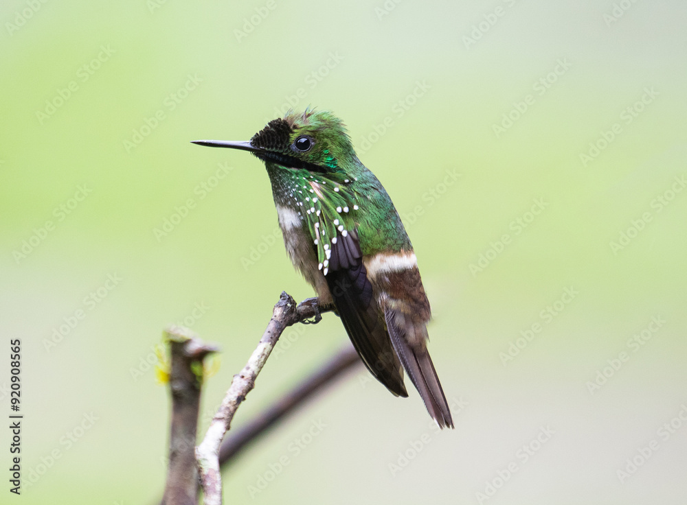 hummingbird perched hummingbird perched