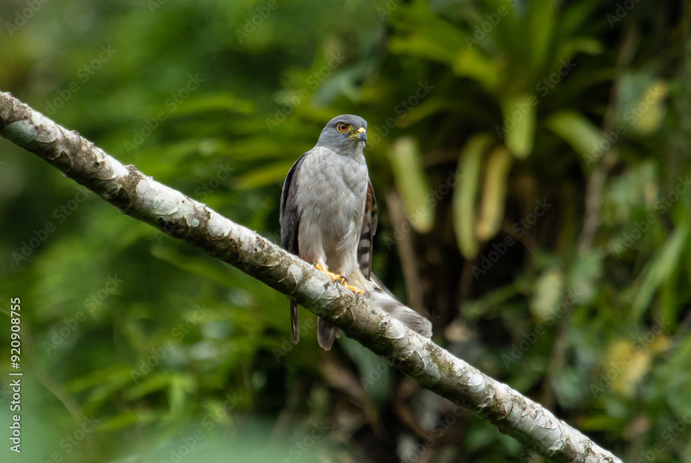 Fototapeta premium bird of prey